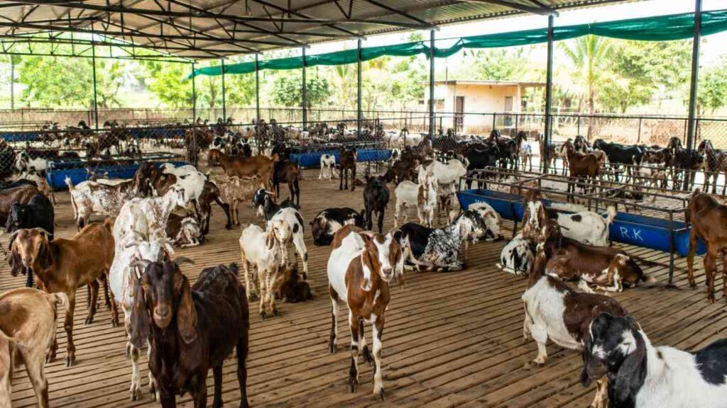 Bakri Palan Loan Yojana 2023 Rajasthan: राजस्थानमध्ये शेळीपालनासाठी कर्ज कसं मिळतं?