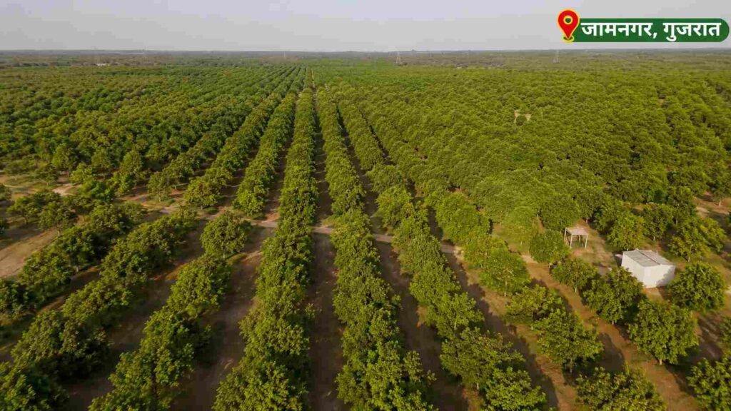  Mukesh Ambani Mango Garden: 600 एकरांवरील आशियातील सर्वात मोठ्या खासगी आंबा बागेची रंजक कहाणी