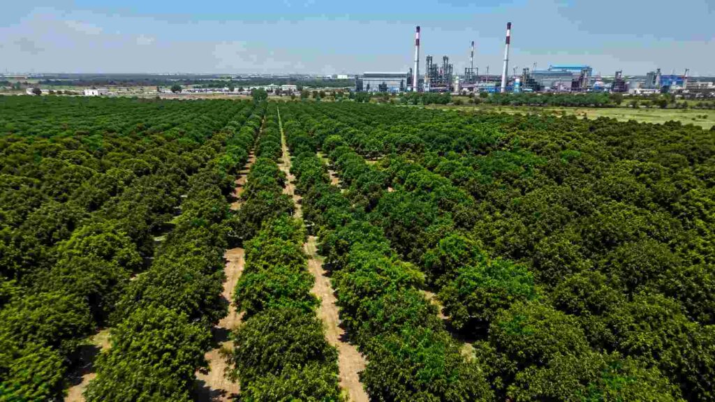  Mukesh Ambani Mango Garden: 600 एकरांवरील आशियातील सर्वात मोठ्या खासगी आंबा बागेची रंजक कहाणी