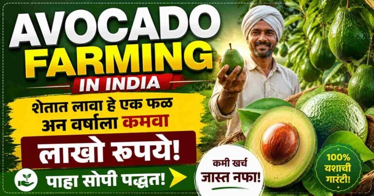 Avocado Farming in India: शेतात लावा हे एक फळ अन् वर्षाला कमवा लाखो रुपये; पाहा सोपी पद्धत!