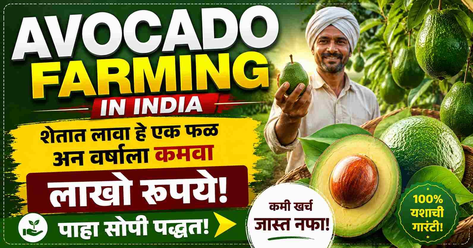 Avocado Farming in India: शेतात लावा हे एक फळ अन् वर्षाला कमवा लाखो रुपये; पाहा सोपी पद्धत!